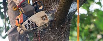 Best Arborist Consultation Services  in Cataula, GA