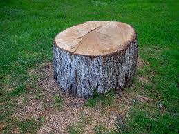 Best Tree Risk Assessment  in Cataula, GA