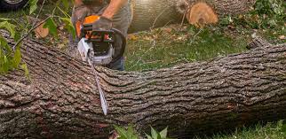 Best Emergency Tree Removal  in Cataula, GA
