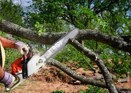 Best Tree Disease Treatment  in Cataula, GA