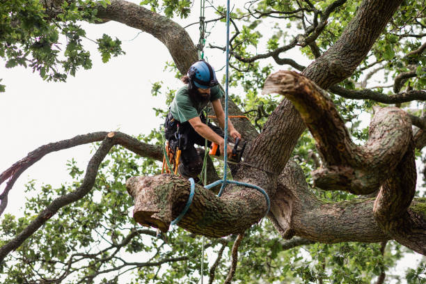 How Our Tree Care Process Works  in  Cataula, GA