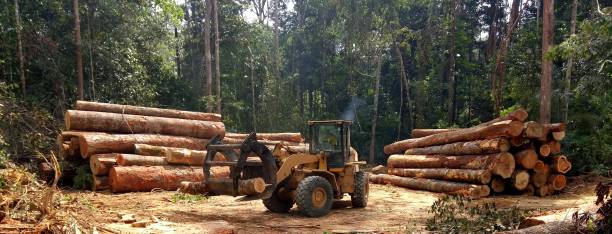 Best Storm Damage Tree Cleanup  in Cataula, GA
