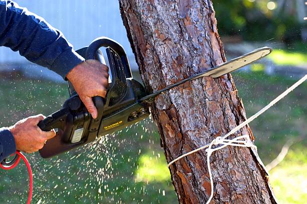 Leaf Removal in Cataula, GA